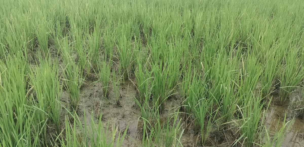 खेतमै सुक्यो धान, चिन्तामा किसान